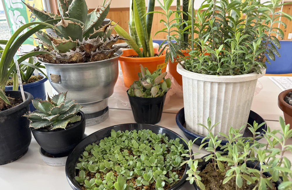 趣味が仕事に変わる「銀の園芸」の魔法